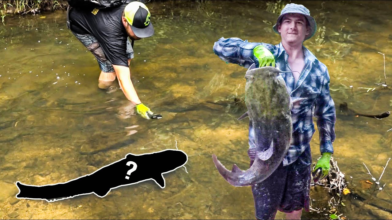 NOODLING CATFISH in OKLAHOMA!!