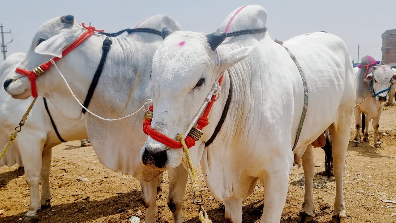 పెబ్బేరు సంతలో సేద్యపు ఎద్దుల రేట్లు-bulls prices in india-oxen prices-pebbair market-pebbair santha