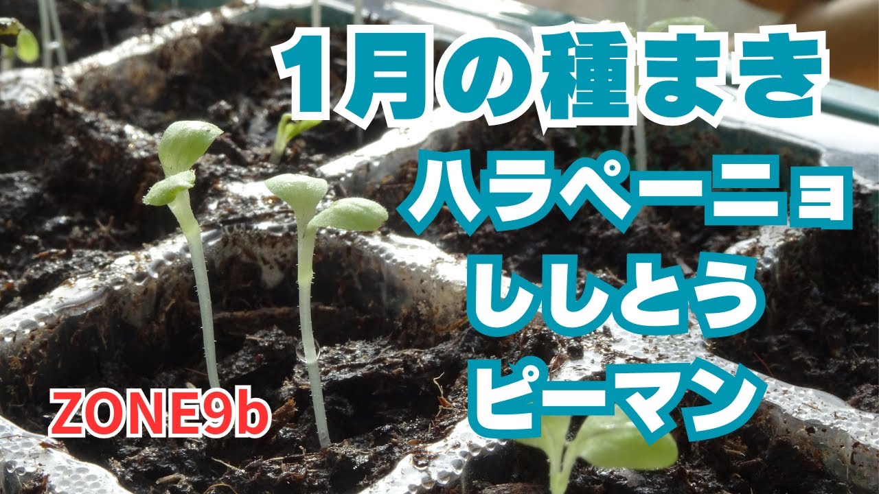 1月の種蒔き | レイズドベッドでポタジェガーデン | ハラペーニョ、ピーマン、ししとう