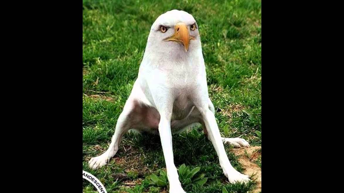 photo drole a mourire de rire