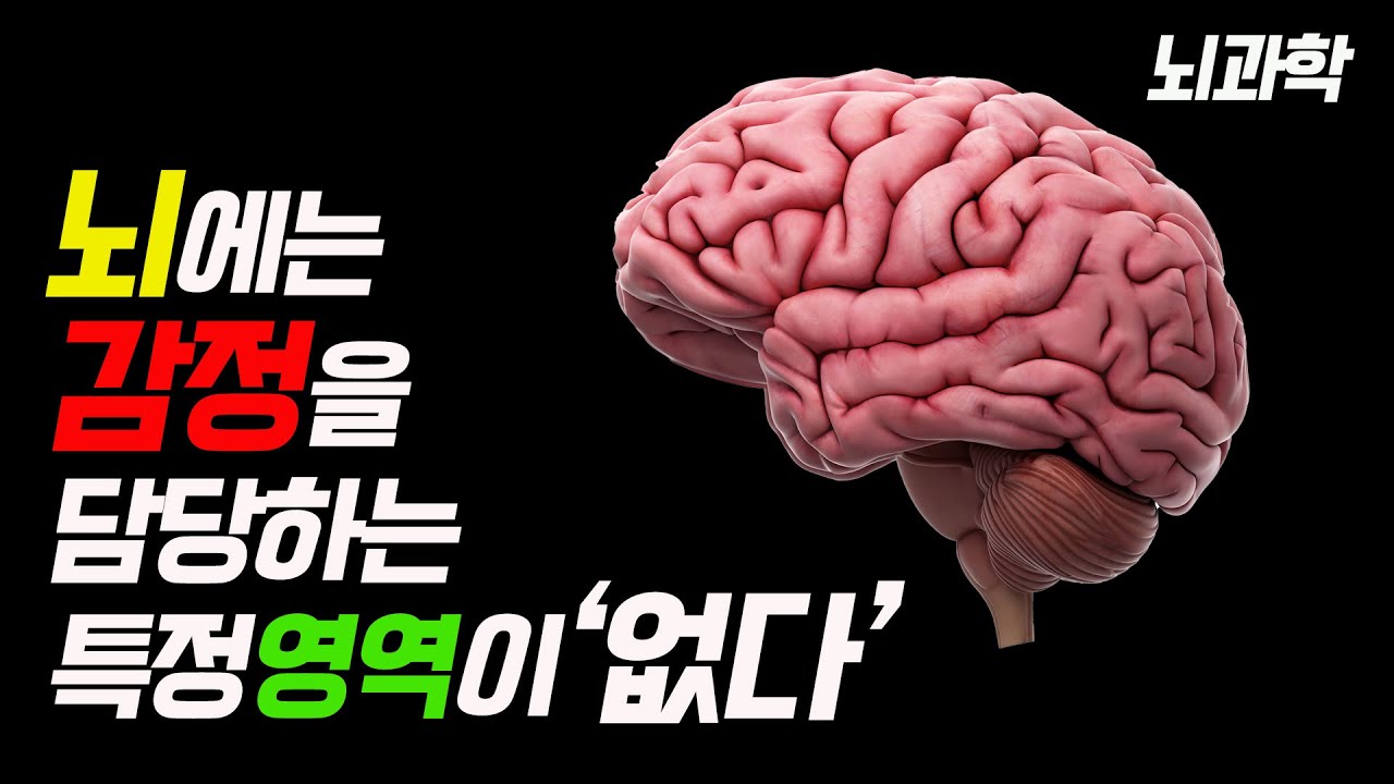뇌는 감정을 이렇게 만든다 (feat. 뇌과학적 감정조절법)