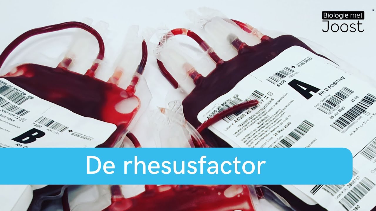 Bloedgroepen | De rhesusfactor | Samenvatting