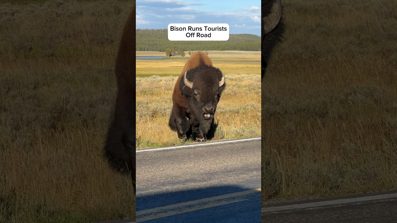 Bison runs tourists off road #bison #animalcrossing #animalslover #wildanimals #animalshorts #funny