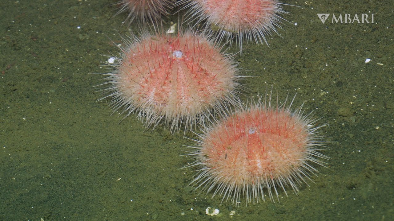 Why the fragile pink sea urchin is a deep-sea recycling champion