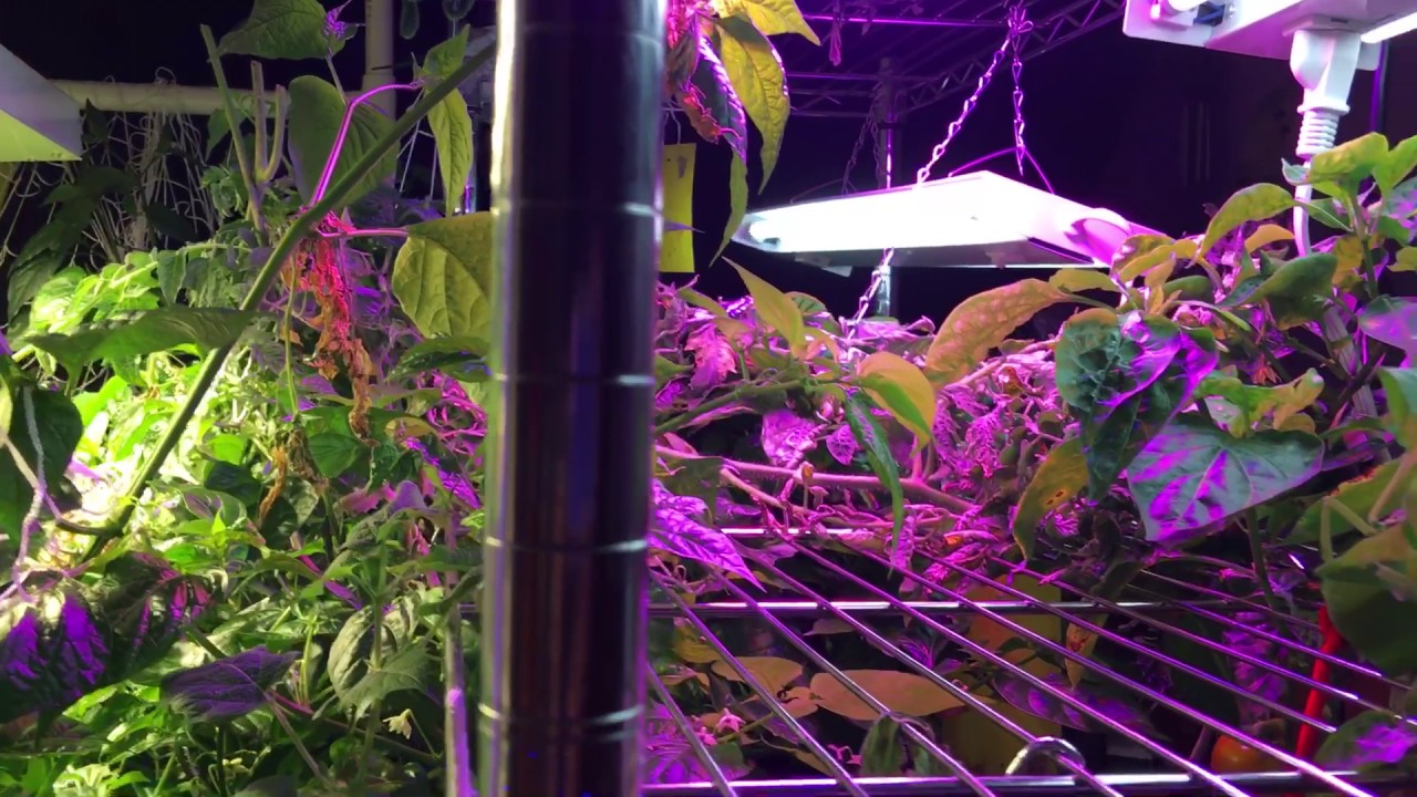 Daily Rapid Garden View May 31 No-Spill Revolution