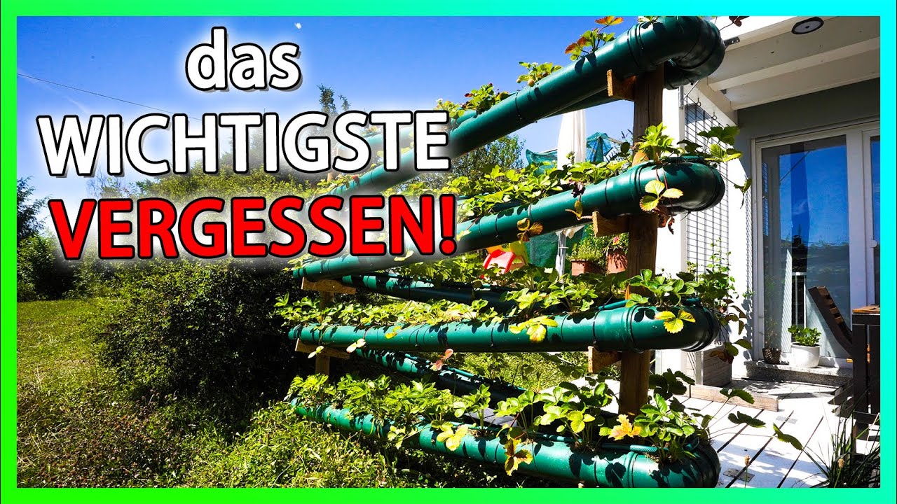 🍓#Erdbeerrohr Update nach 2 Monaten mit 100 Pflanzen f&uuml;r weniger als 200 Euro🥰🥰