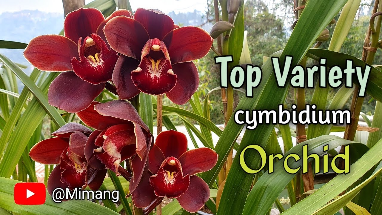Top Variety Cymbidium Orchid / Mimang Vlog //