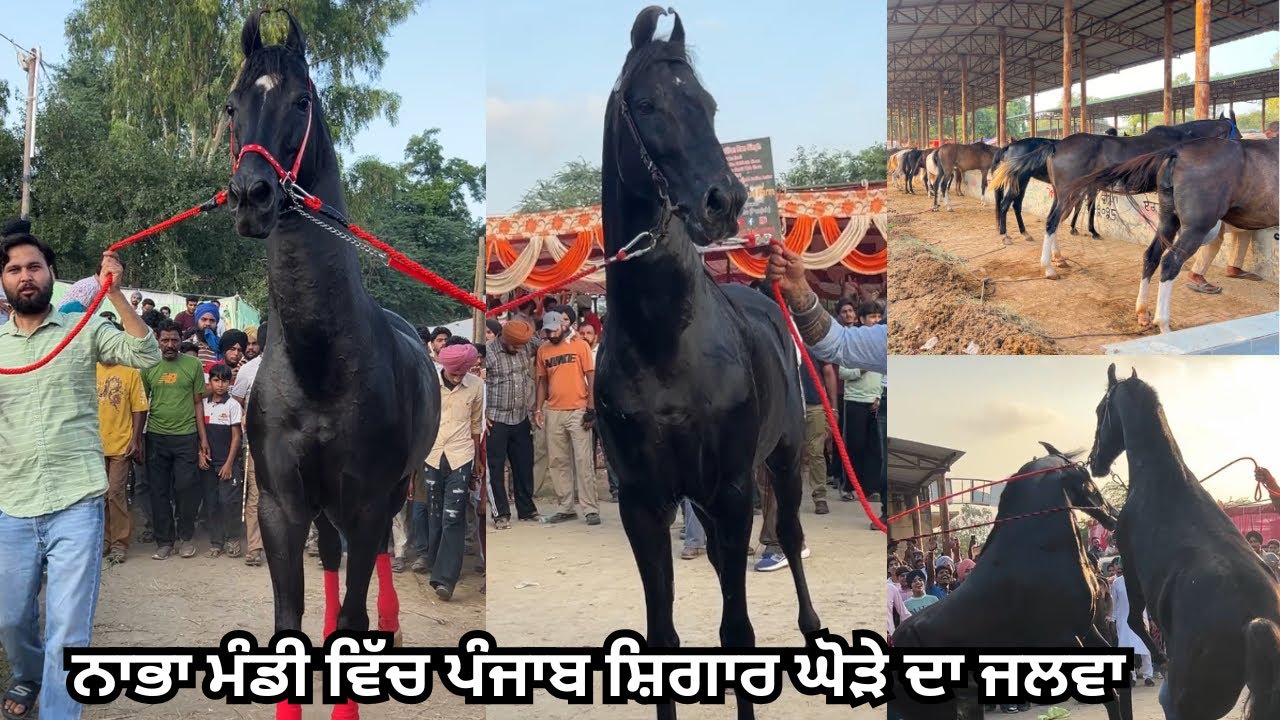 ਪੰਜਾਬ ਸ਼ਿੰਗਾਰ ਘੋੜੇ ਨੇ ਕਰਾ ਦਿਤਾ ਸਿਰਾ ਨਾਭਾ ਮੰਡੀ ਦੇ ਕਰੋ ਦਰਸ਼ਨ punjab shingar horse in nabha mandi 2025 