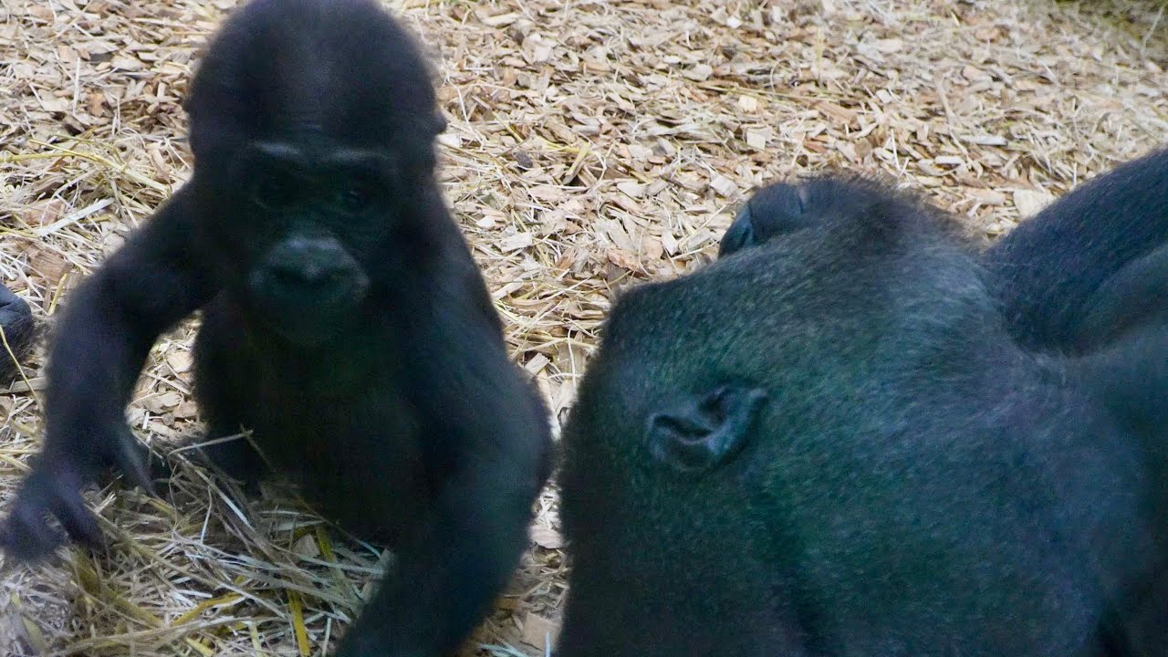 Baby Makongo Reunites with Family & Heartwarming Moments with Sister Nala