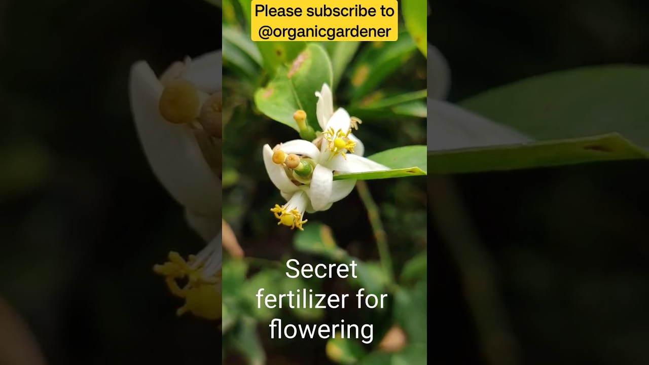 Organicgardener|| Secret fertilizer for flowering #gardening, #organicgardener