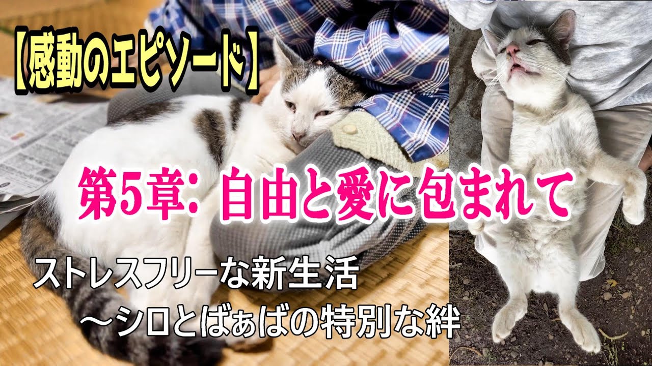【母と愛猫シロの物語】第５章：ストレスフリーな新生活～シロとばぁばの特別な絆【オリジナル曲】#ipp708#愛猫シロ