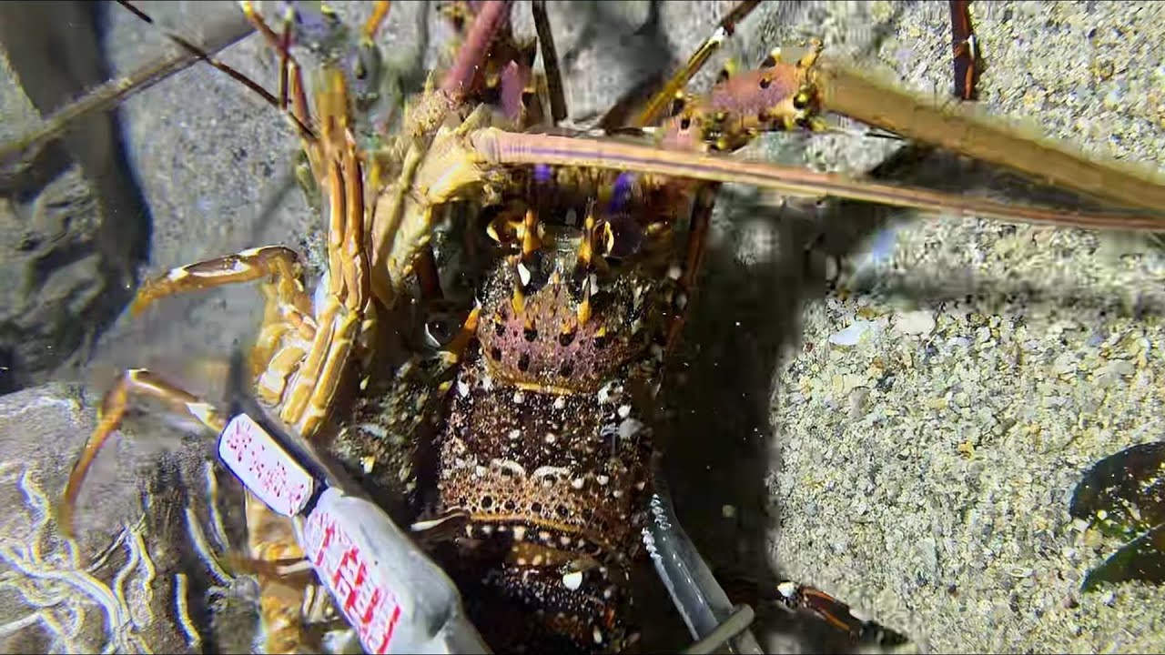 Diving under the sea to catch eels, crabs and sea cucumbers | Part 158