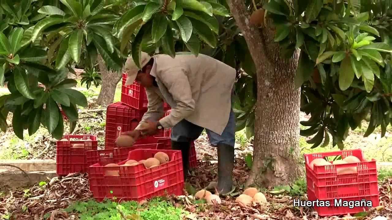 Cosecha de Mamey en @Huertas Magaña