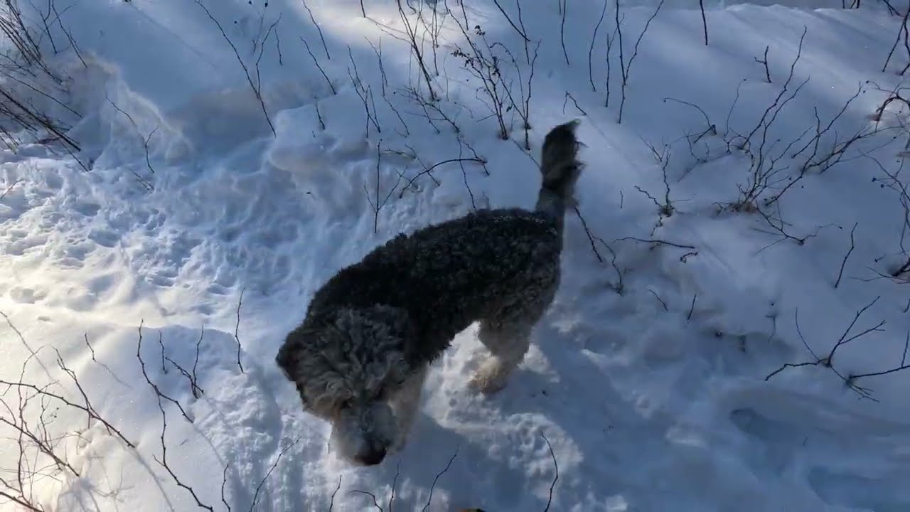 Back Woods Adventures with Superkirbis and the Doggins - #snowshoe #snow #maine #fire #cold #love
