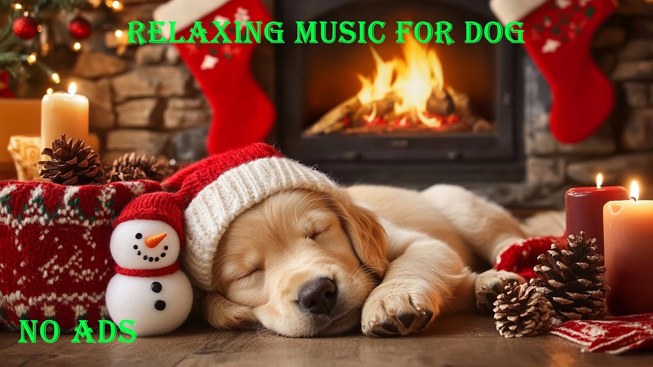 Новогодняя колыбельная для собак 🐶 Успокаивающая музыка, которая поможет тревожным собакам спокойно