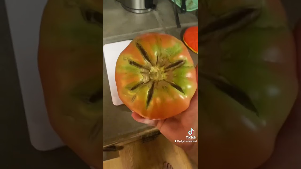 Weighing this monster tomato! 