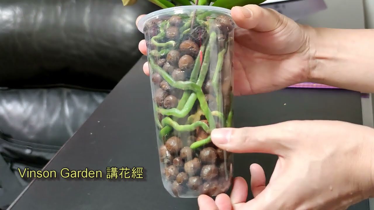 蝴蝶蘭帶著花來反盆 | 陶粒半水培 #VinsonGarden講花經 #orchids​ #蘭花 #蝴蝶蘭爛根 #蘭花水培
