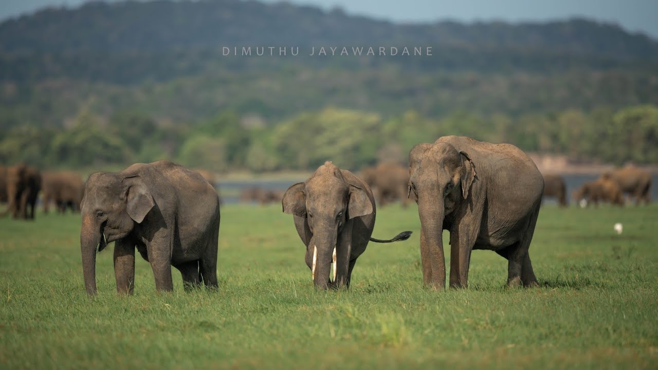 Largest gathering of Asian Elephants #minneriya #srilanka