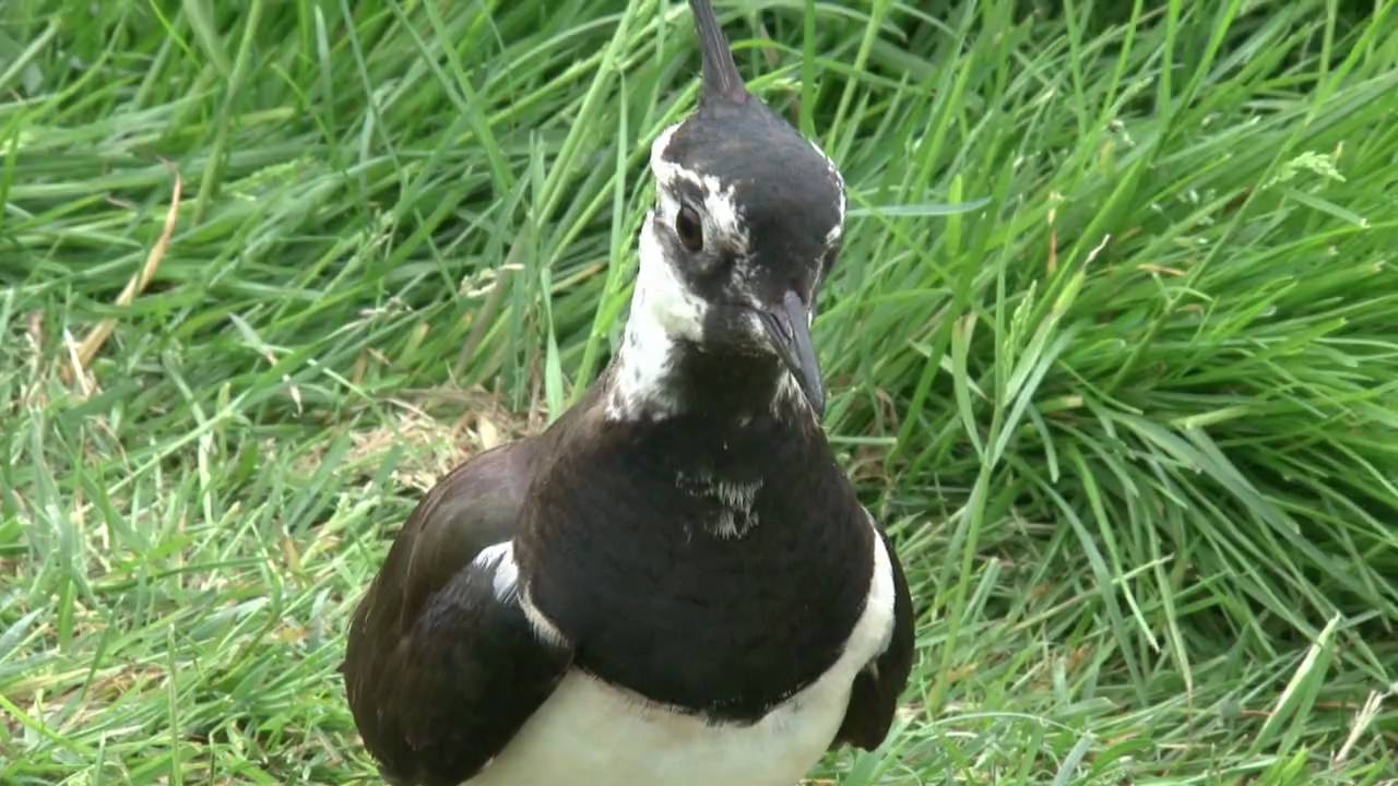 Blijdorp Weidevogels HD