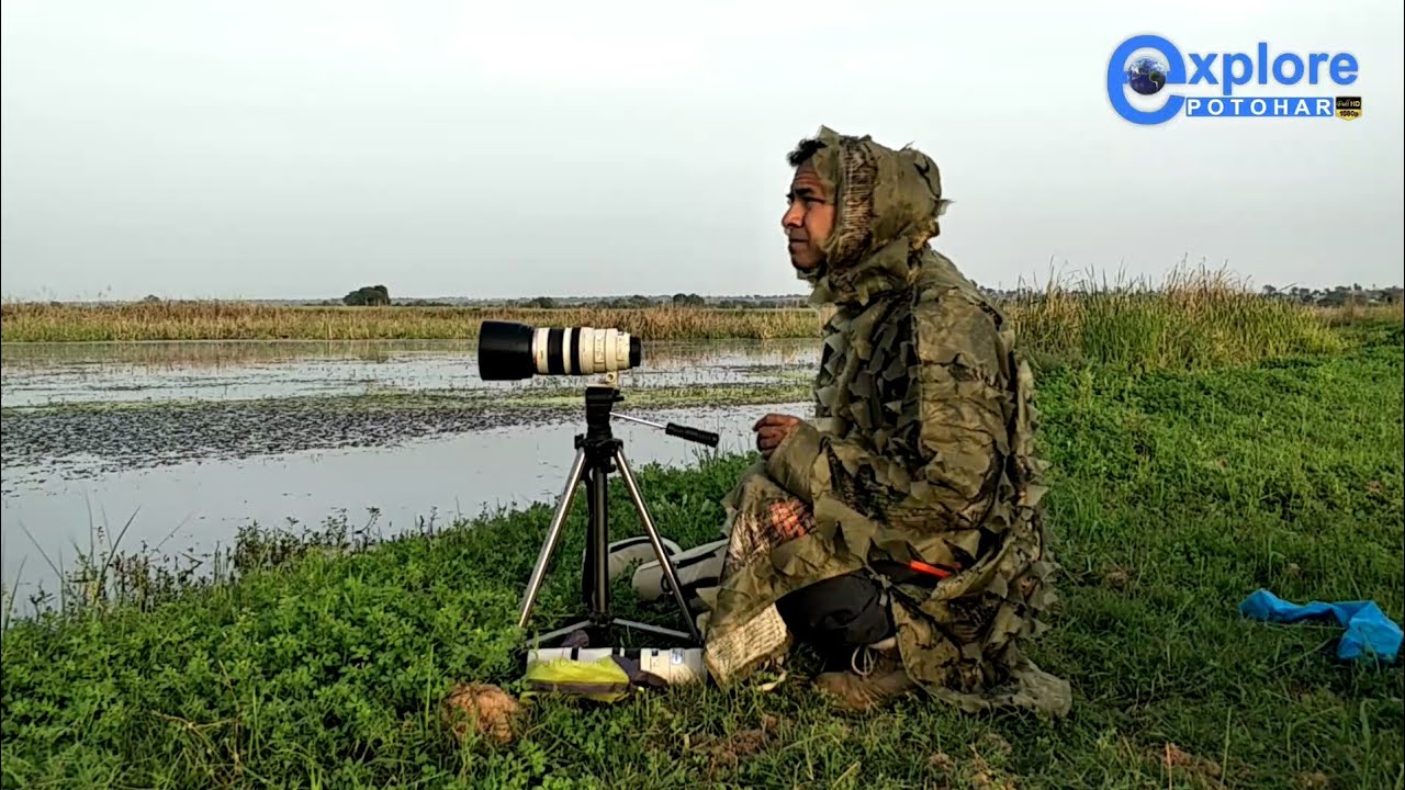 The Wild is Life. Wild Life of Potohar. Marshes of Soan River.@ExplorePotohar