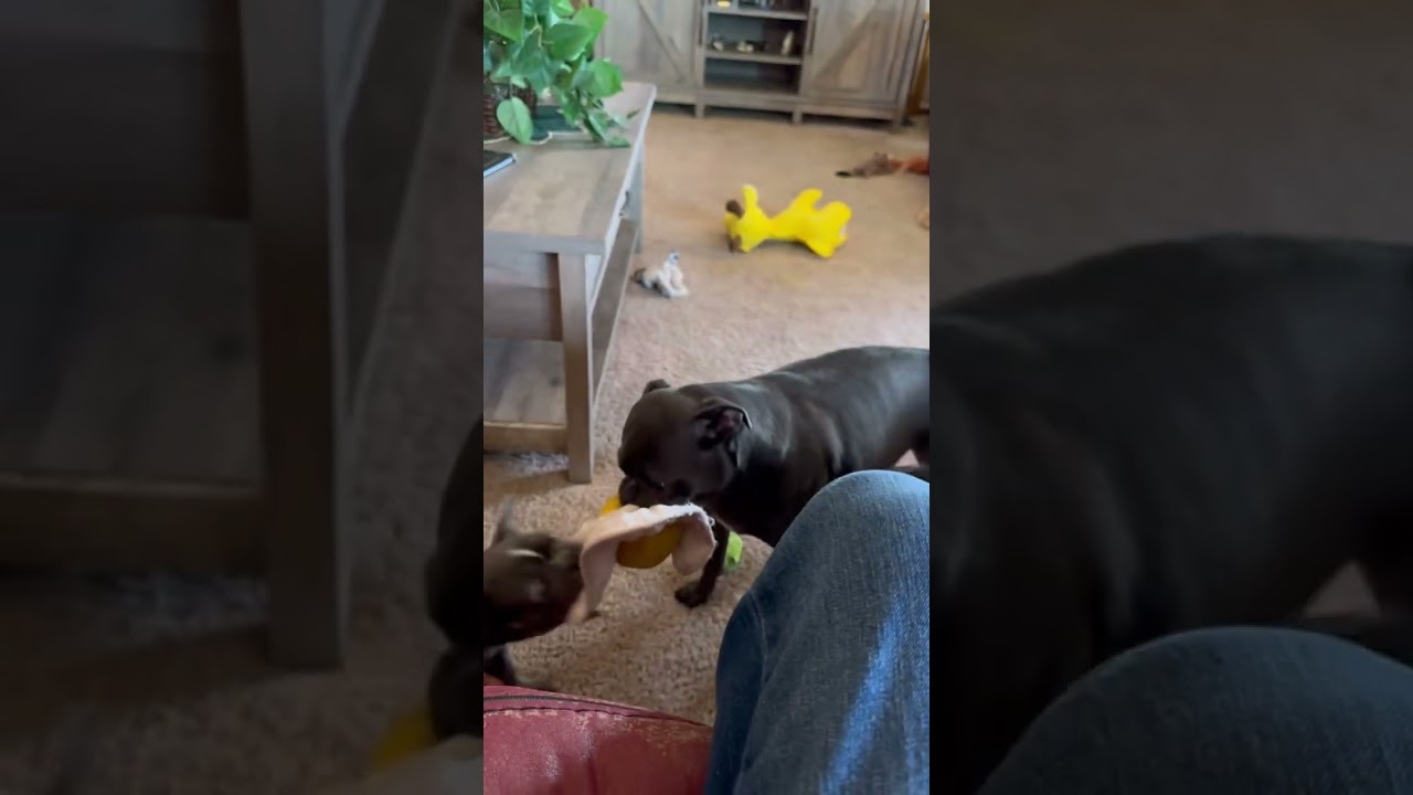 Baby Frenchie fights with Pug/Pitty mix sisters for toy!