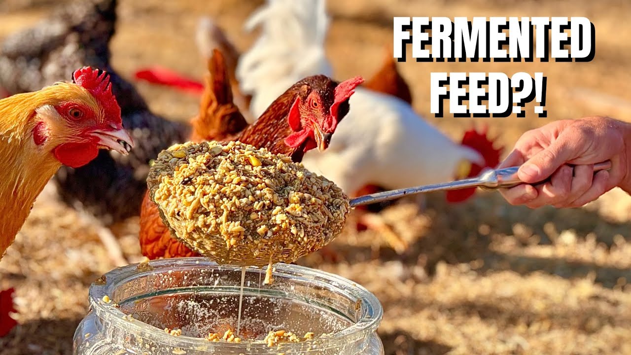 Простой утренний режим кормления (ферментированный корм)