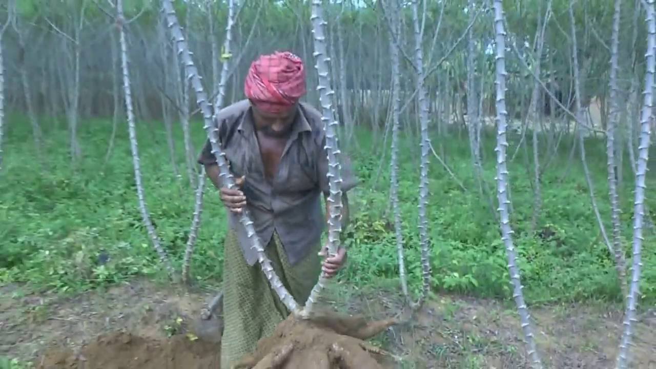 Organic tapioca cultivation / how to plant tapioca