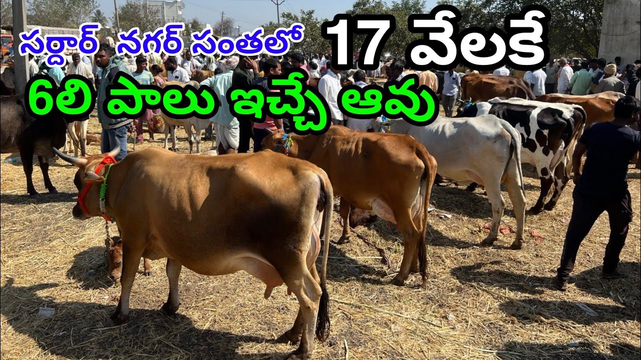 Sardarnagar HF and Jersey Cow market |Tuesday market