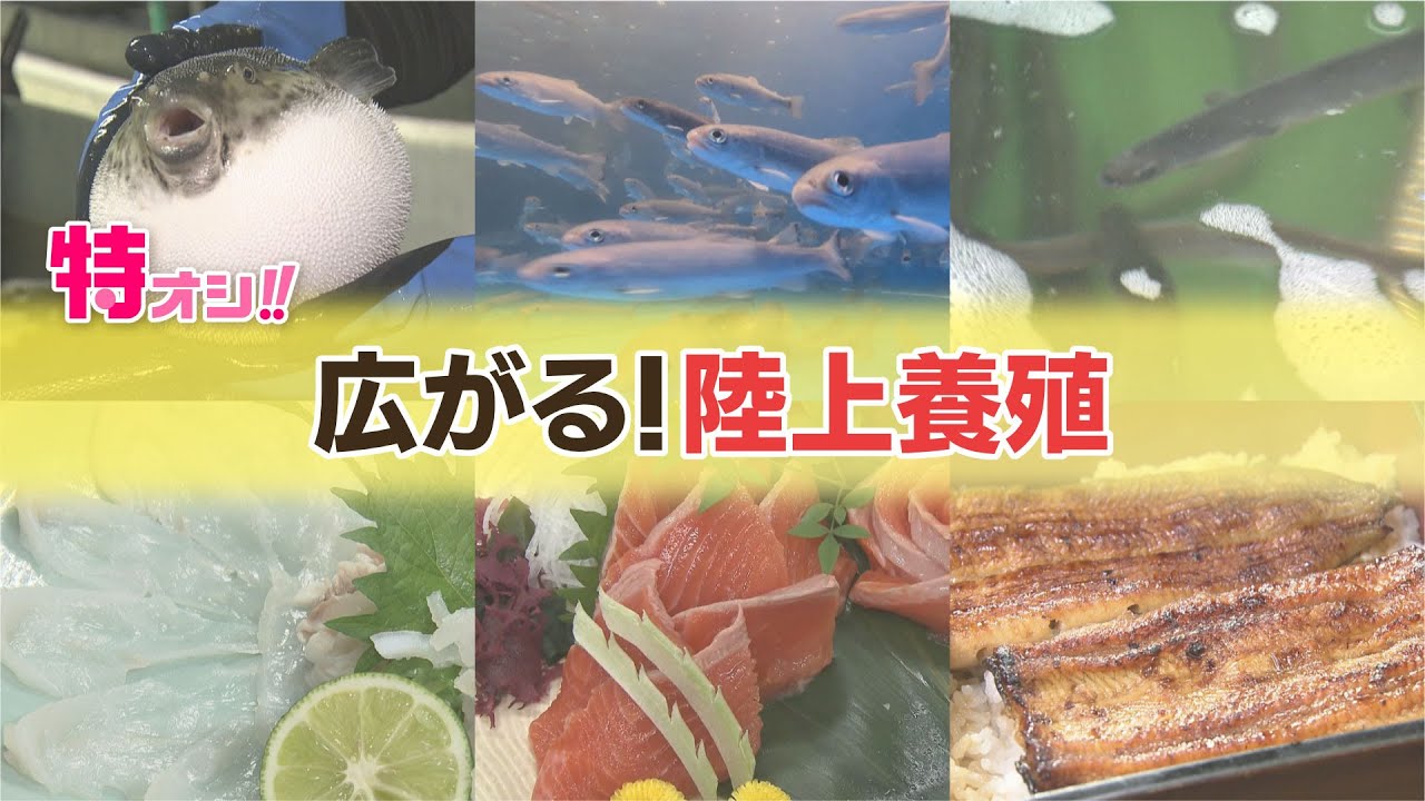 海の幸不漁に秘策！こんなところで高級魚が!?“広がる陸上養殖”そのメリット、味はいかに？