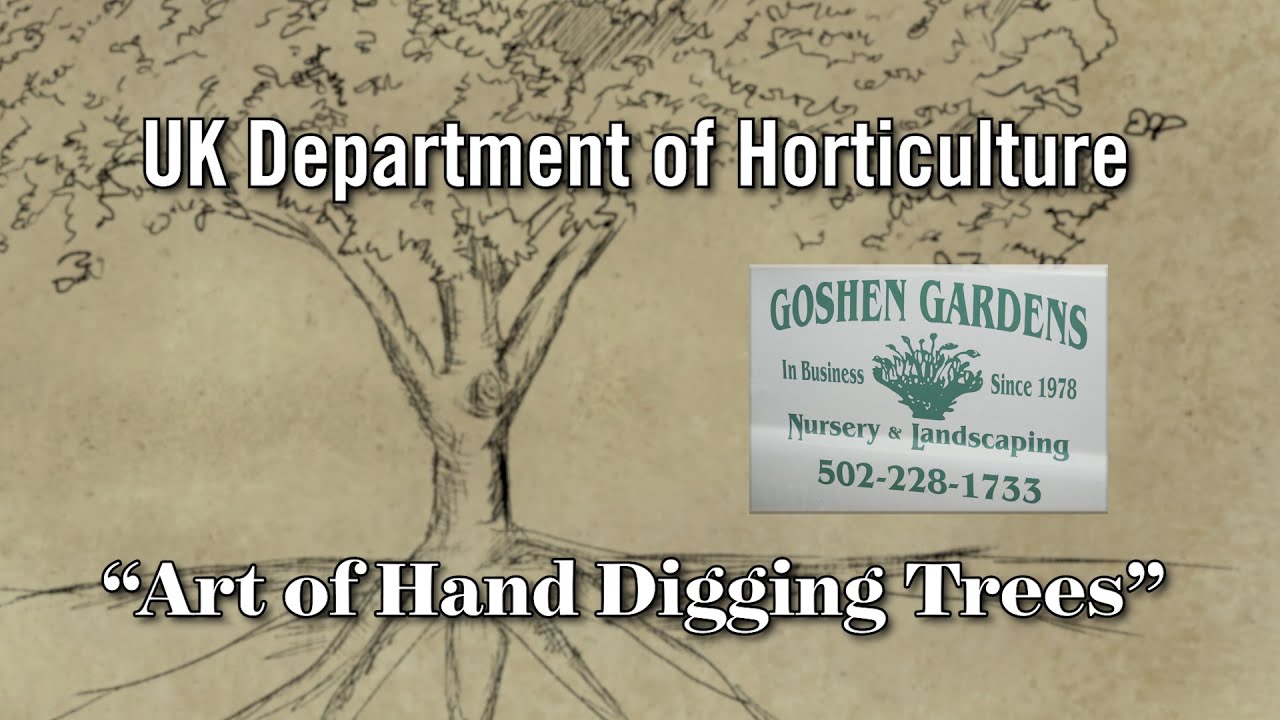 Art of Hand Digging Trees