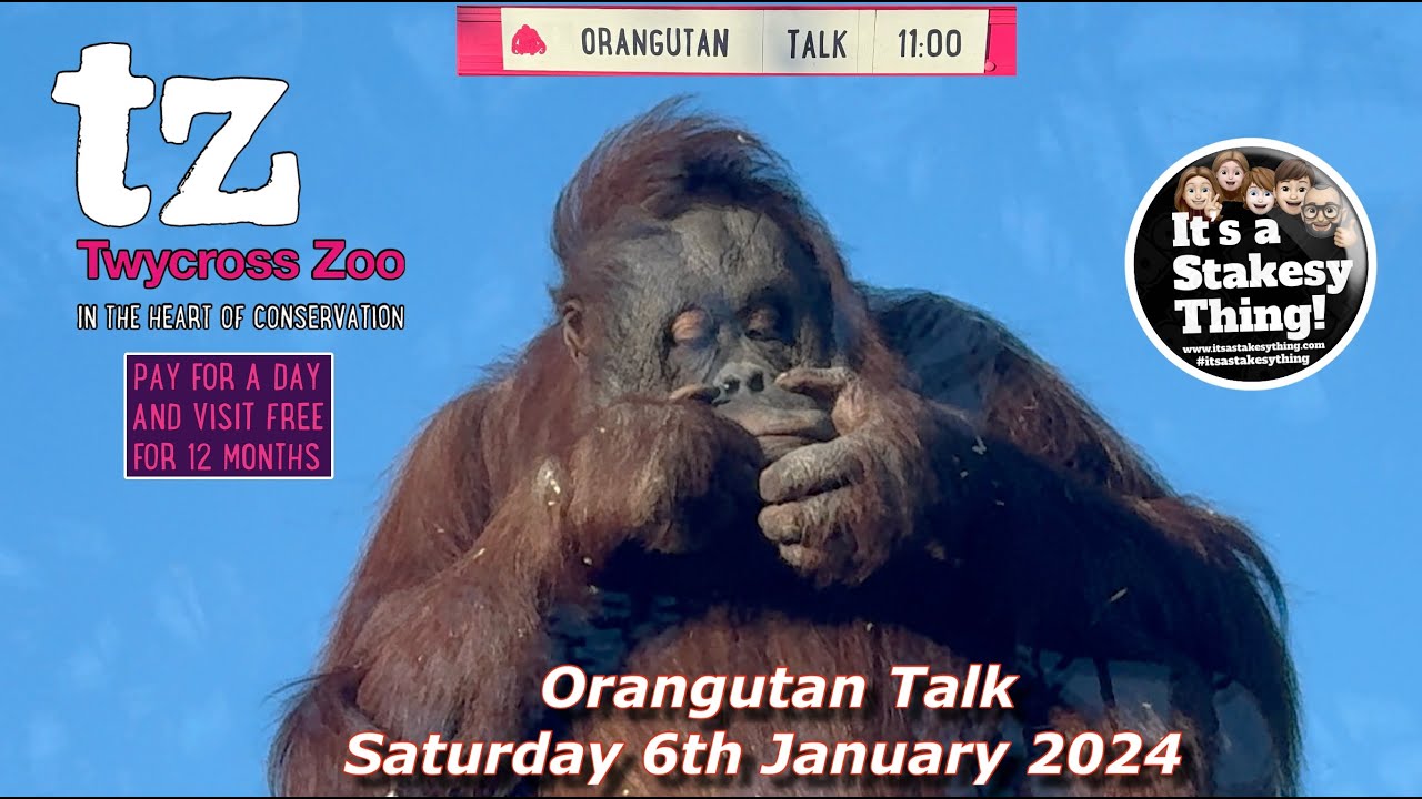 Orang Utan Talk at Twycross Zoo January 2024 #itsastakesything