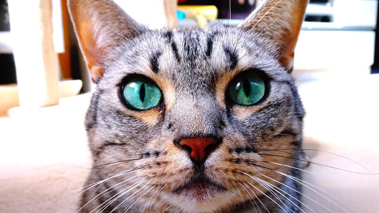 昼間と夜では別人級に違う顔を見せる猫たち！