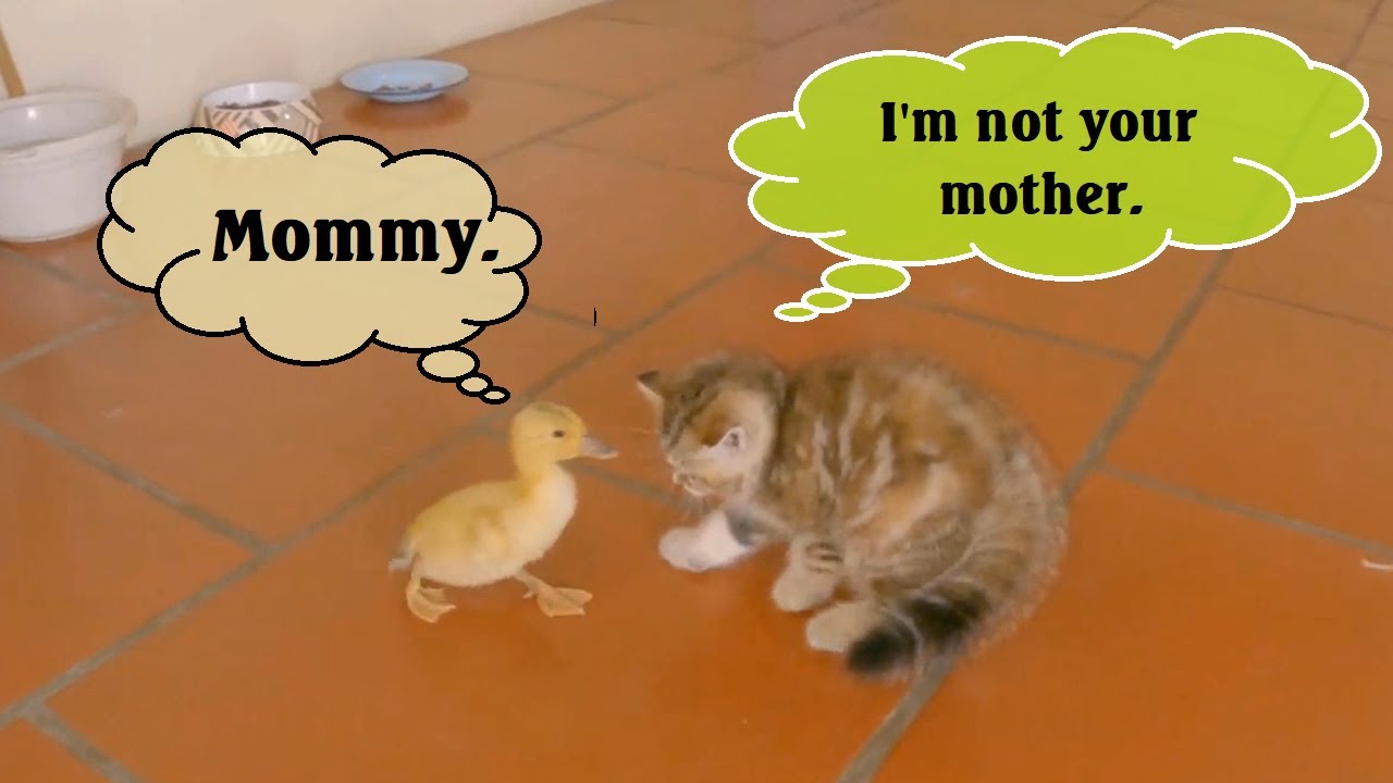 The duckling thinks the cat is its mother and the result.