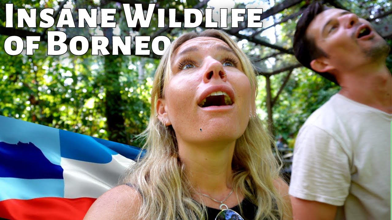 Flying To Borneo Just For That ONE MOMENT! A Crazy Wildlife Experience
