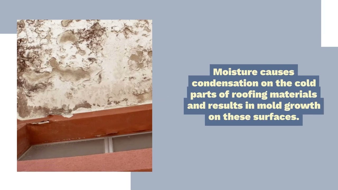 Mold Removal- Torrance - Solid Services Water Damage Restoration - +1 (424)255-1388