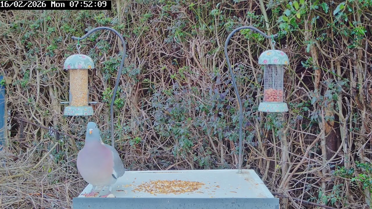 Bird table antics, 16th February 2026