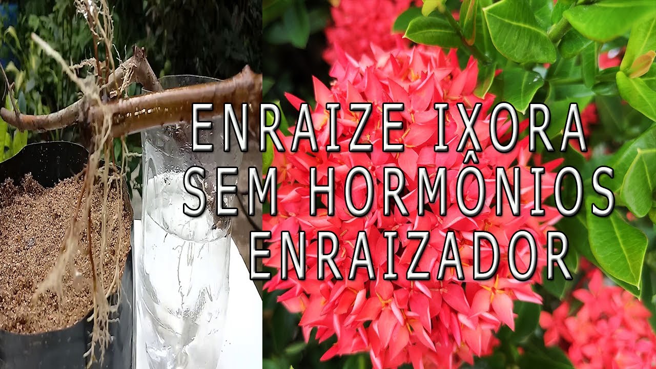 Enraize estaca de IXORA com facilidade #S&iacute;tioGilSat