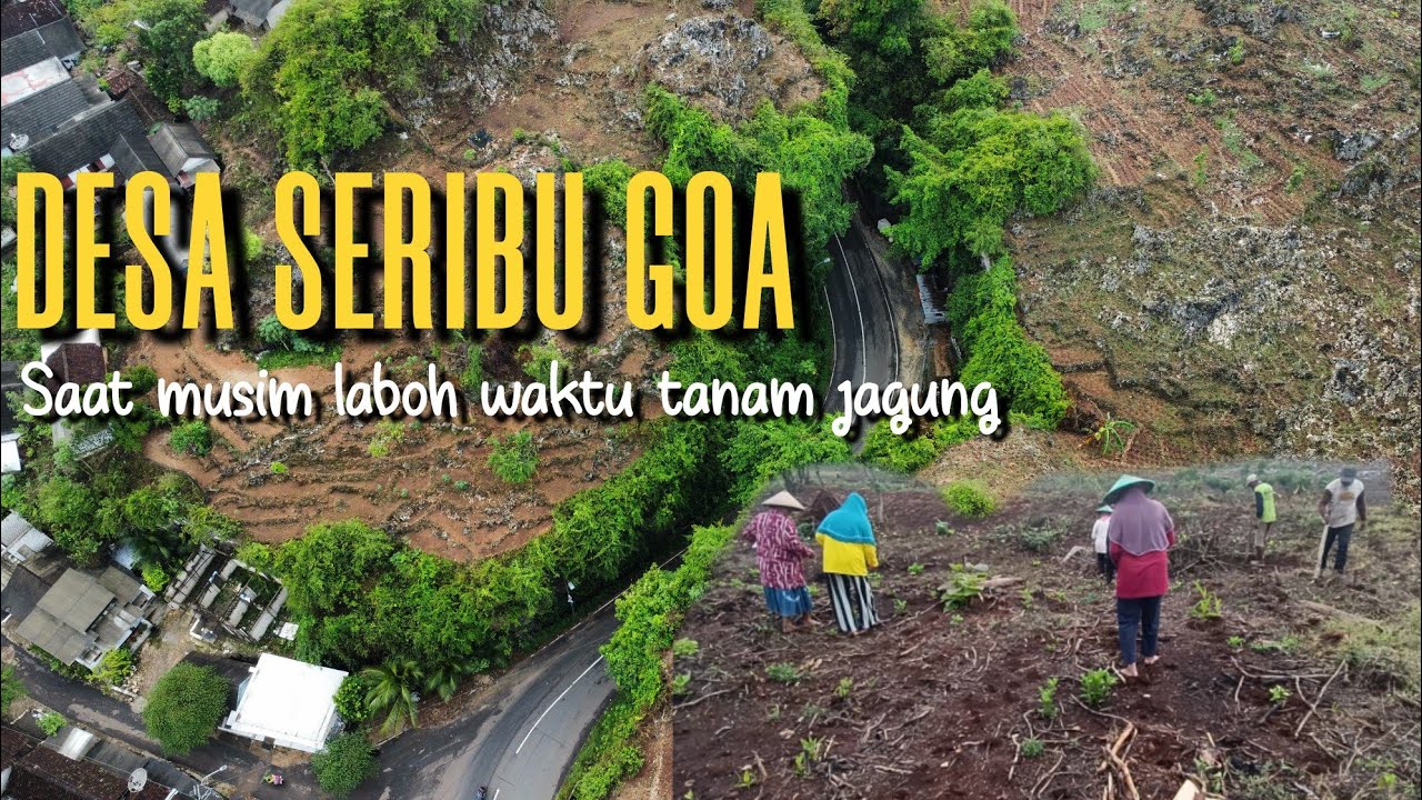 SAAT HUJAN PERTAMA DIMANFAATKAN WARGA UNTUK TANAM JAGUNG‼️DESA TERINDAH DENGAN SERIBU GOA