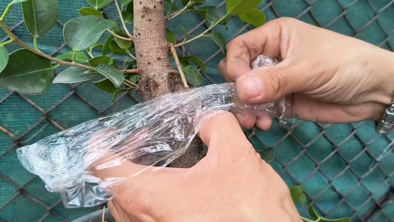Trabajo de injerto de rama por aproximacion en ficus..