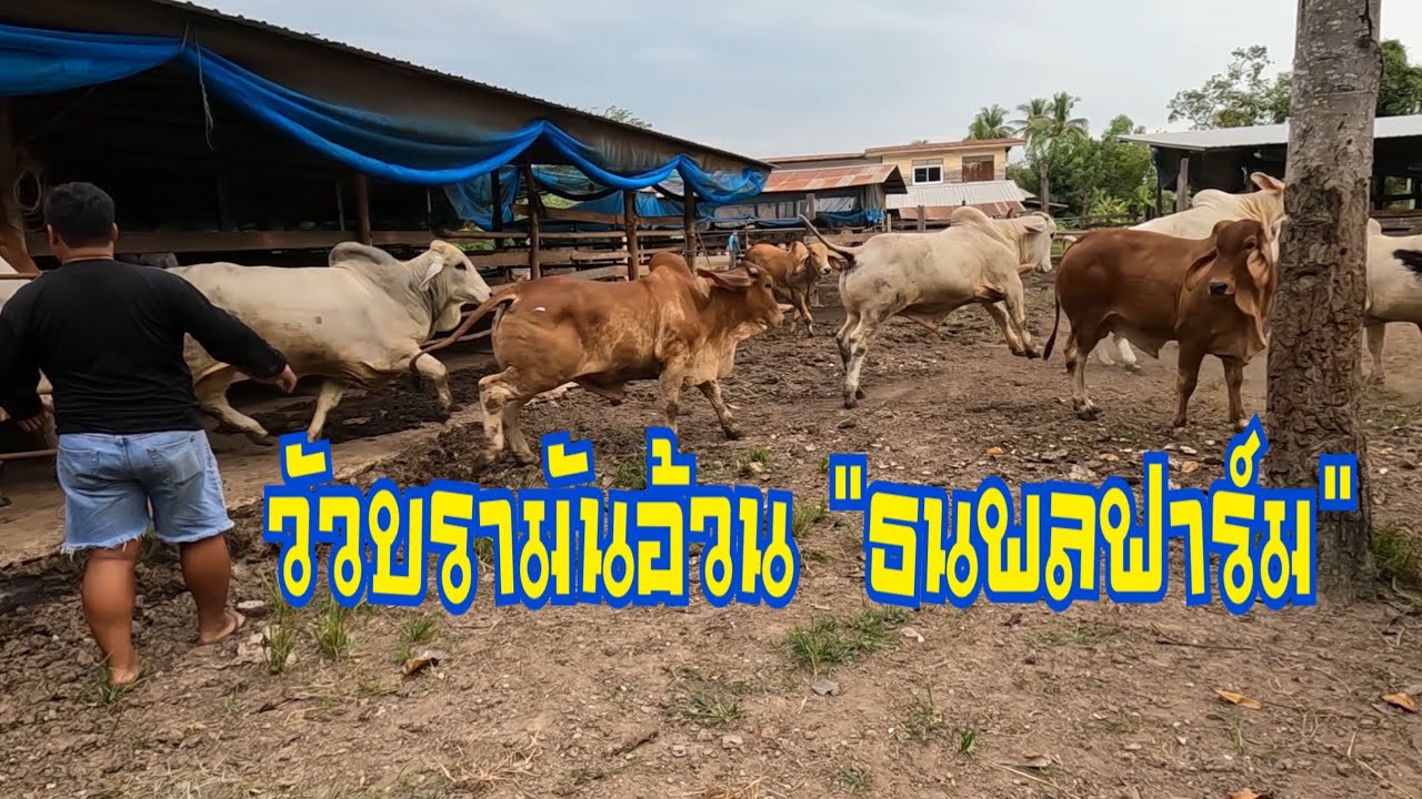 วัวบรามันขุนอ้วน 14ตัวกินอาหารข้น + ข้าวโพดสับ ใช้เวลาขุน 4-5เดือน ไปภาคอิสาน “ธนพลฟาร์ม”