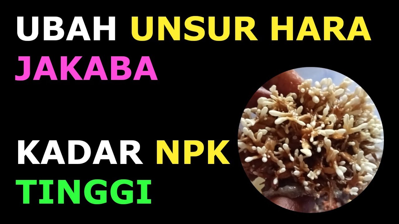 Membuat Kandungan Hara Jakaba Kaya NPK, Begini Caranya