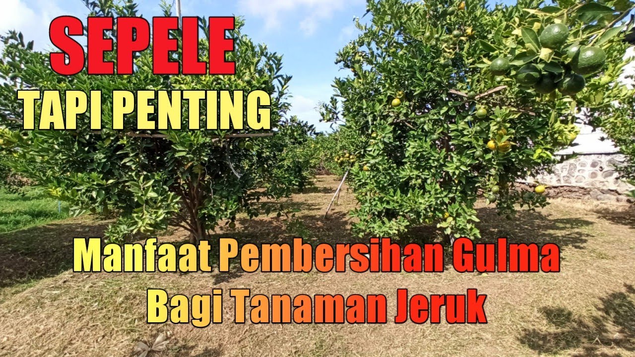 Sepele Tapi Penting ( Pembersihan Gulma Kebun Jeruk Siam )