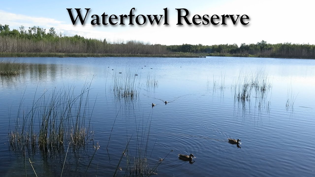 Waterfowl At Clifford E. Lee Nature Sanctuary, Alberta, Canada