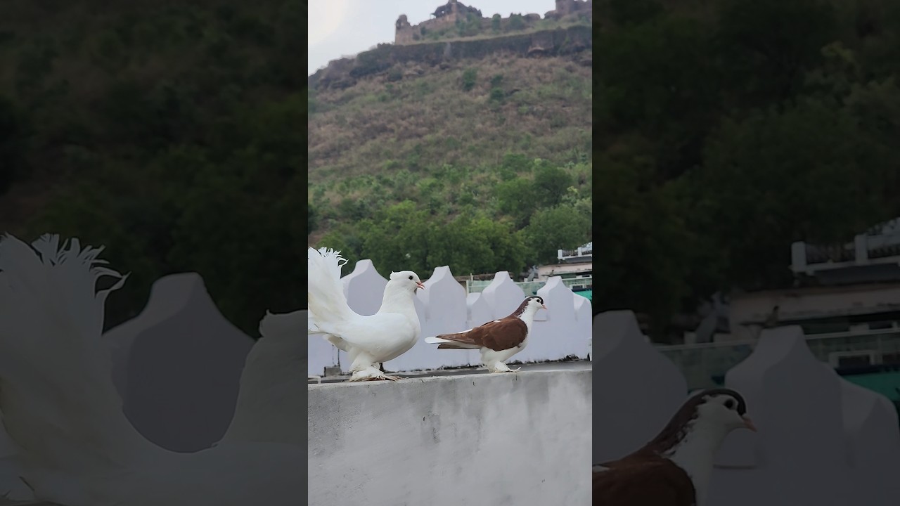 Lakhha Kabutar 😍 Fantail Pigeon 🕊 #whatsappstatus #shorts
