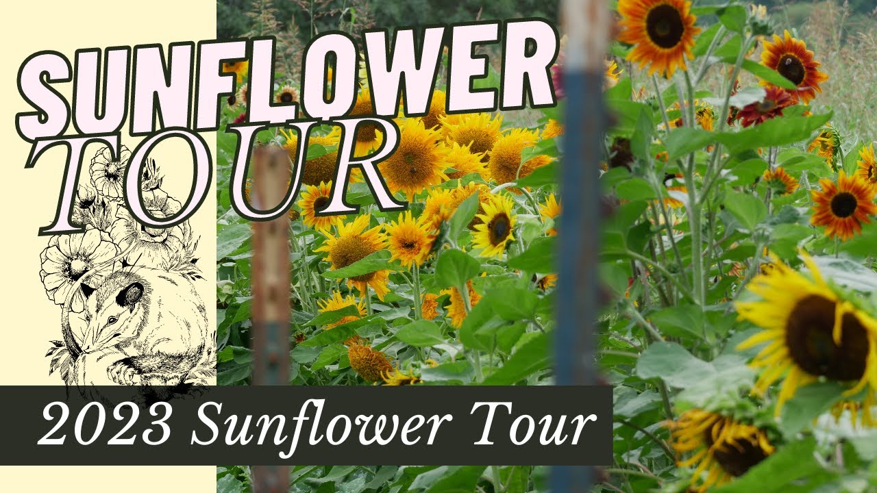 FULL TOUR: 2023 SUNFLOWERS // BACKYARD FLOWER FARM