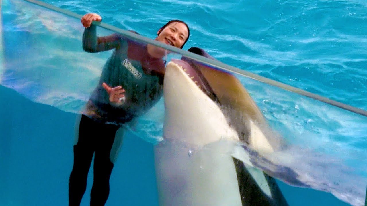 Killer Whale Orca Show в Японии. Мир моря Камогава. Вер 2 Выставка морских животных 5 【4K】