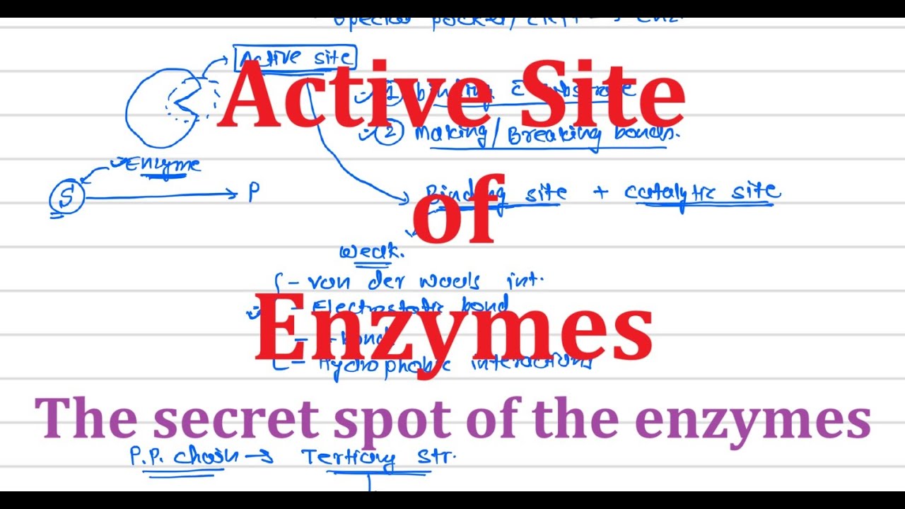 7. Active Site of Enzymes | Concept Explained Clearly!