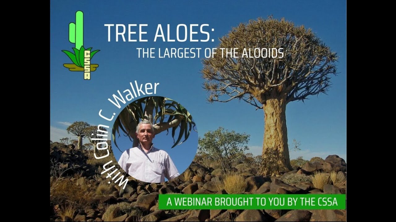 Tree Aloes with Colin C Walker