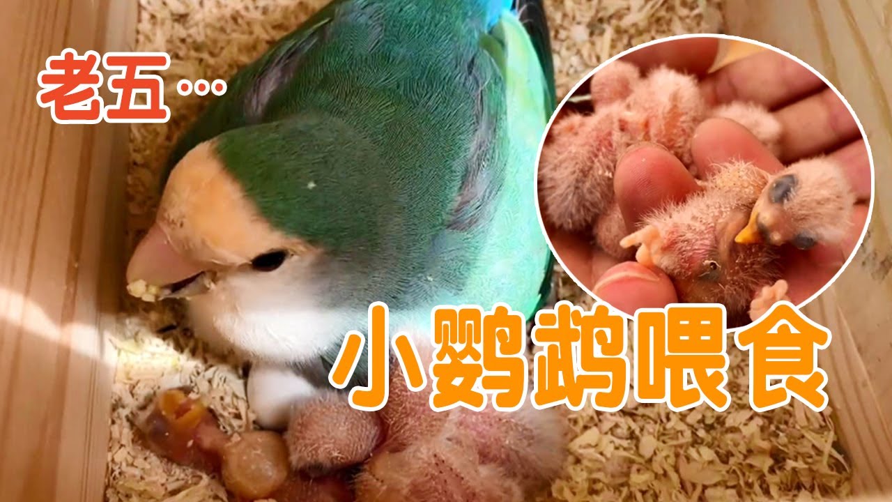 鹦鹉下蛋记丨鸟妈妈喂鸟宝宝，画面好温馨【叁伍萌宠】