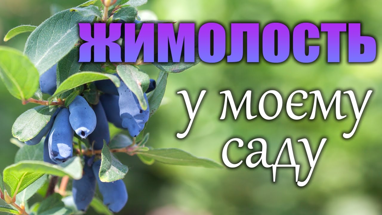 Найсмачніші сорти жимолості, які є в моєму саду. I #gardenofdi  #жимолость #ягода #першаягода